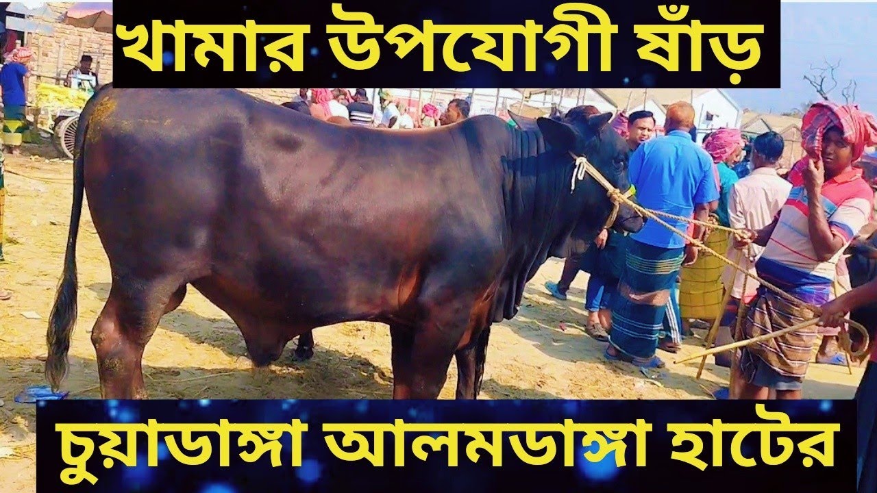 চুয়াডাঙ্গা আলমডাঙ্গা হাটের বিশাল বিশাল দেহের খামার উপযোগী ষাঁড় গরু।