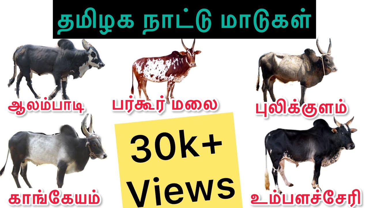 # நாட்டு மாடுகள் # NATIVE CATTLE BREEDS#காங்கேயம்#உம்பளச்சேரி#புலிக்குளம்#மலைமாடு#ஜல்லிக்கட்டுமாடு