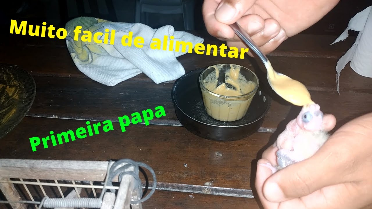 Alimentando pela primeira vez meu filhote de calopsita.
