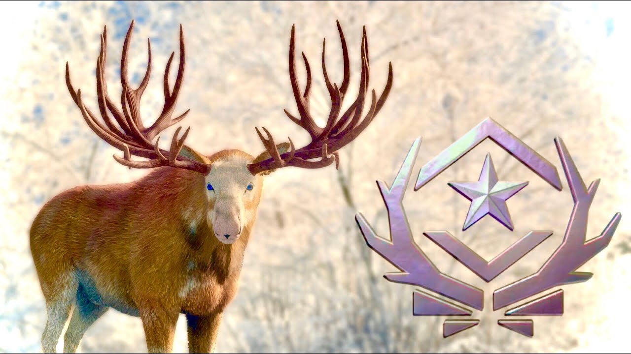 TWO LEGENDARY GREY WOLVES CHASED MY GREAT ONE MOOSE!! HUNTING GREAT ONE MOOSE NO. 3 ON MEDVED TAIGA!