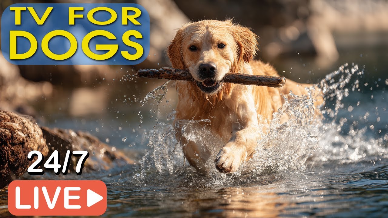 🔴[В прямом эфире] Музыка для собак 🐶 Успокаивающая музыка для собак 🎵 Снятие тревоги разлуки 🎵