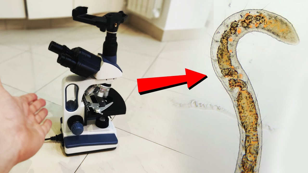Il mio nuovo MICROSCOPIO (SWIFT SW350T)