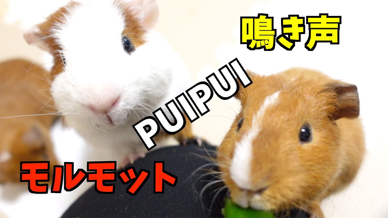 【モルモット】鳴き声の種類　PUIPUIモルカーみたいな鳴き声