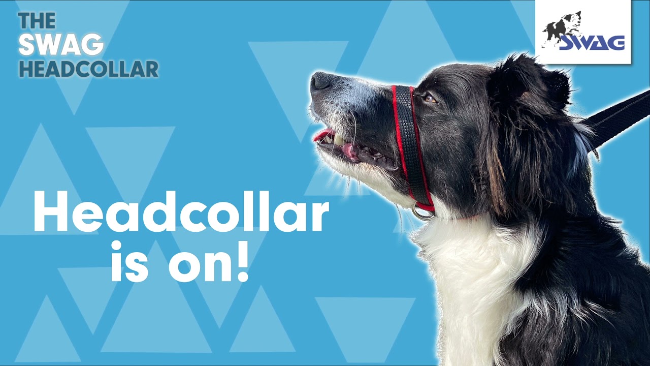 SWAG Headcollar - How to use