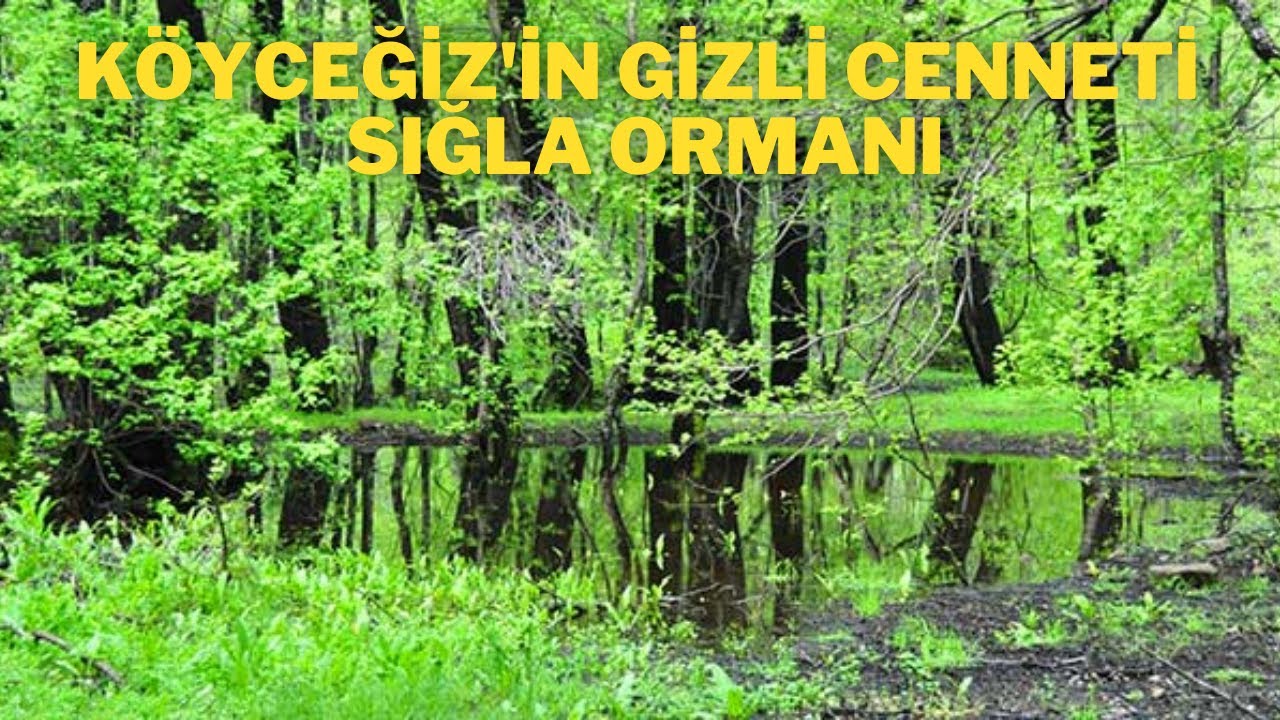Dünya'da Nadir, Türkiye'de Sadece Köyceğiz'de Bulunan Sığla Ormanı | Sığla Yağının Faydaları