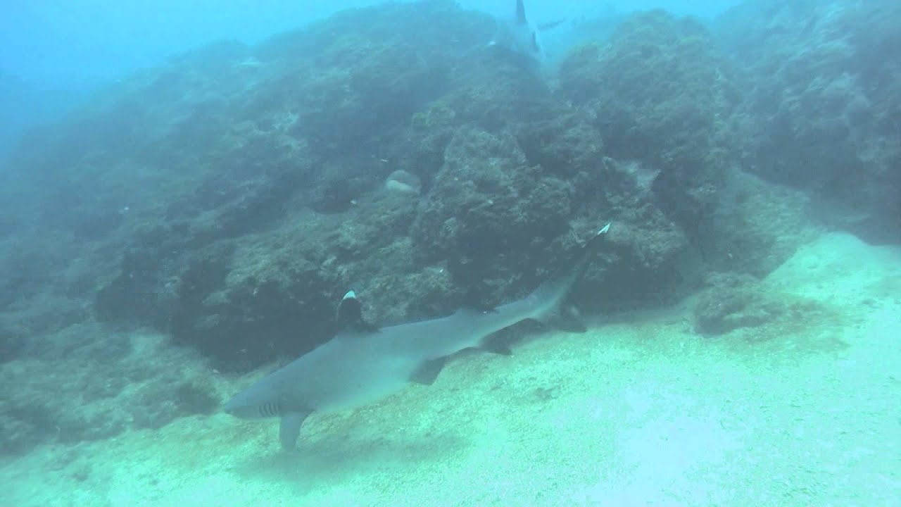 Costa Rica diving at Guanacaste Coast Pacific