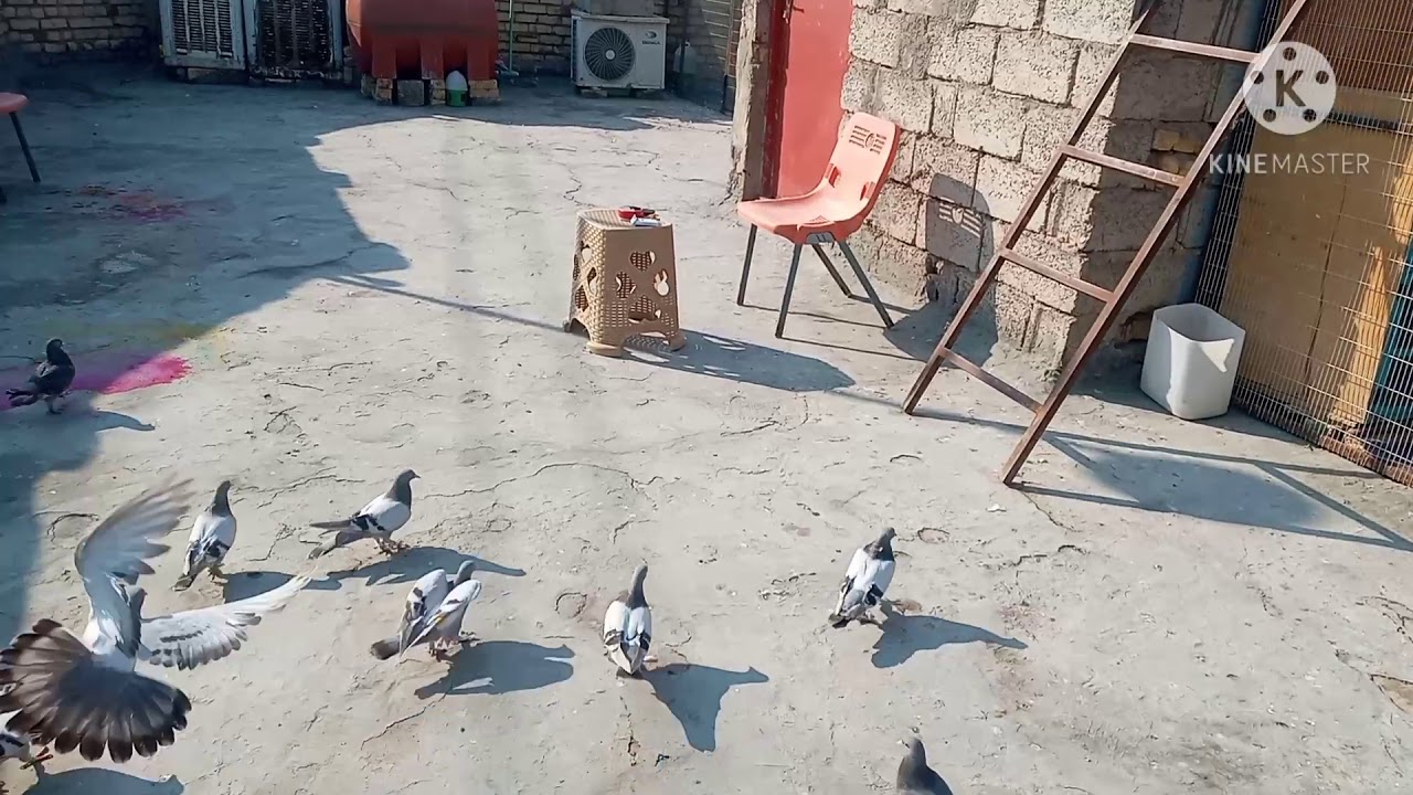 ١٩ نوفمبر ٢٠٢٠