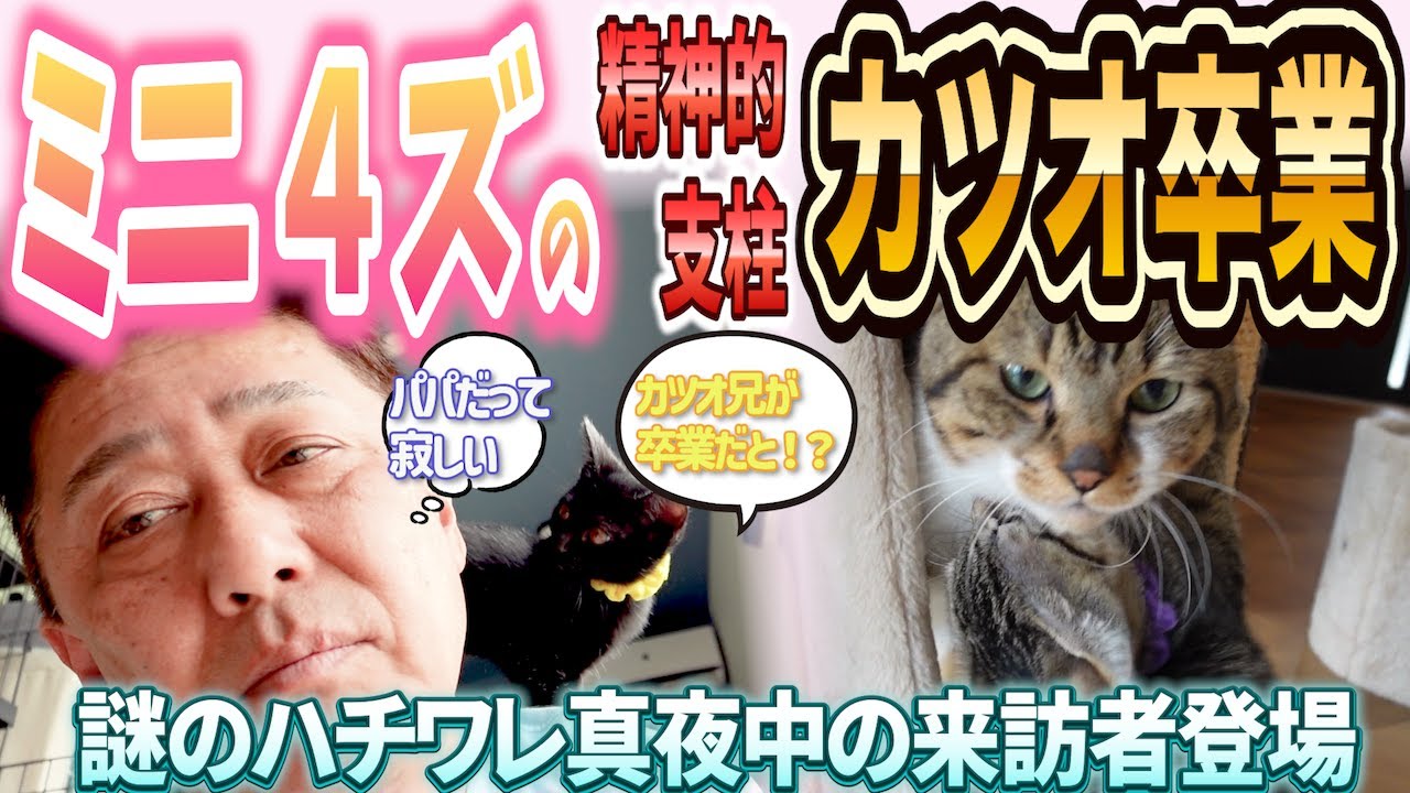 真夜中3時、謎のハチワレ来訪。そしてカツオ引越しの日がきた