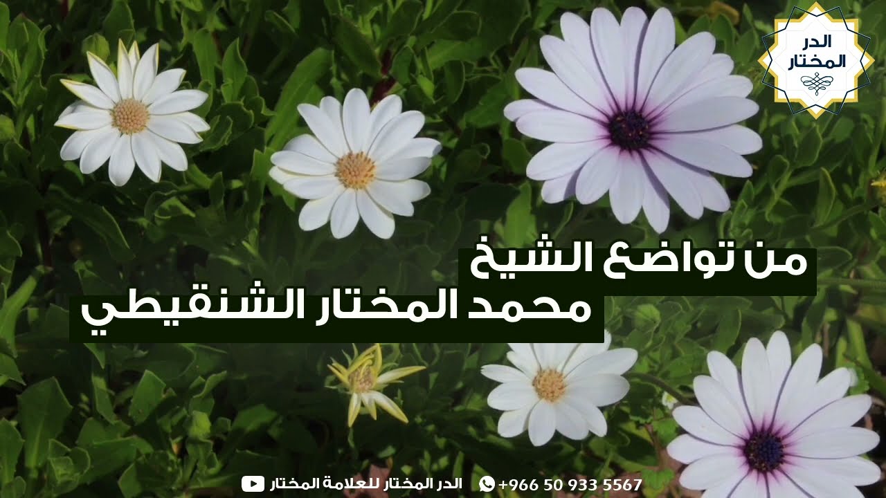 من تواضع الشيخ: محمد بن محمد المختار الشنقيطي