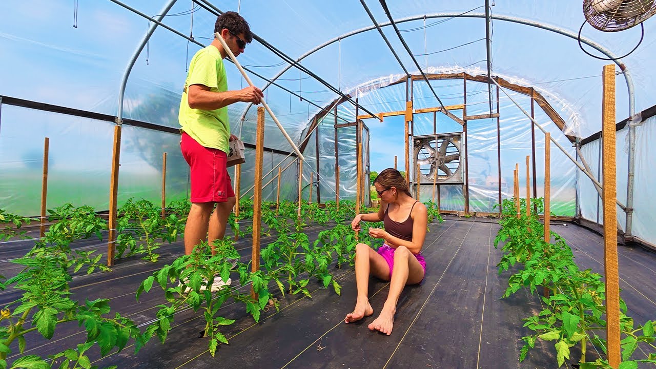 High Tunnel Tomato Trellis!