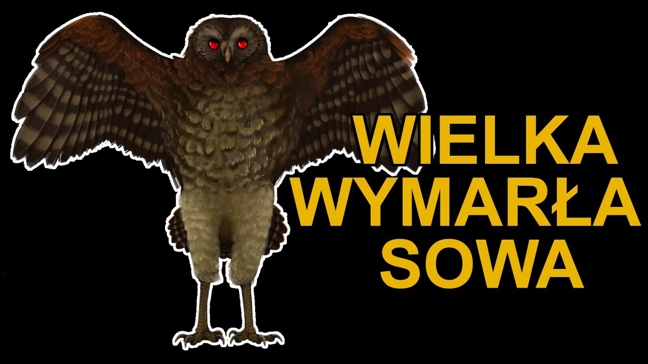 Ornimegalonyx - największa sowa w historii