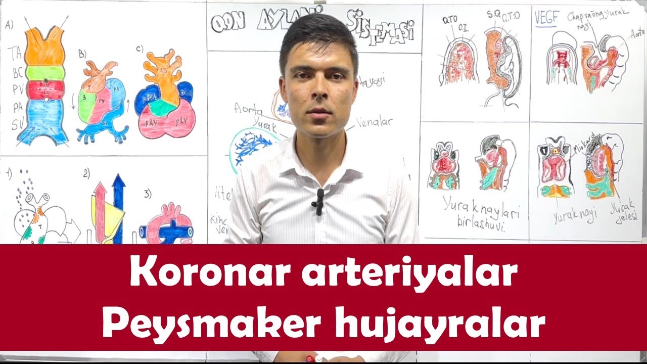 Koronar arteriyalar | Peysmaker hujayralar