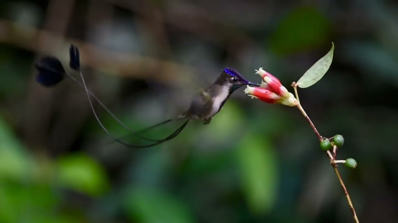 Marvelous Spatuletail (Loddigesia mirabilis) in Huembo Lodge, Amazonas region - Peru