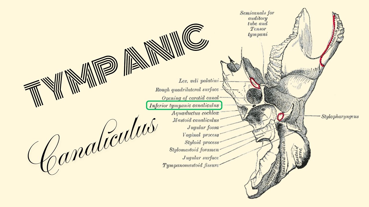 Tympanic canaliculus, Jacobson's canaliculus, Jacobson's nerve, Tympanic branch of glossopharyngeal