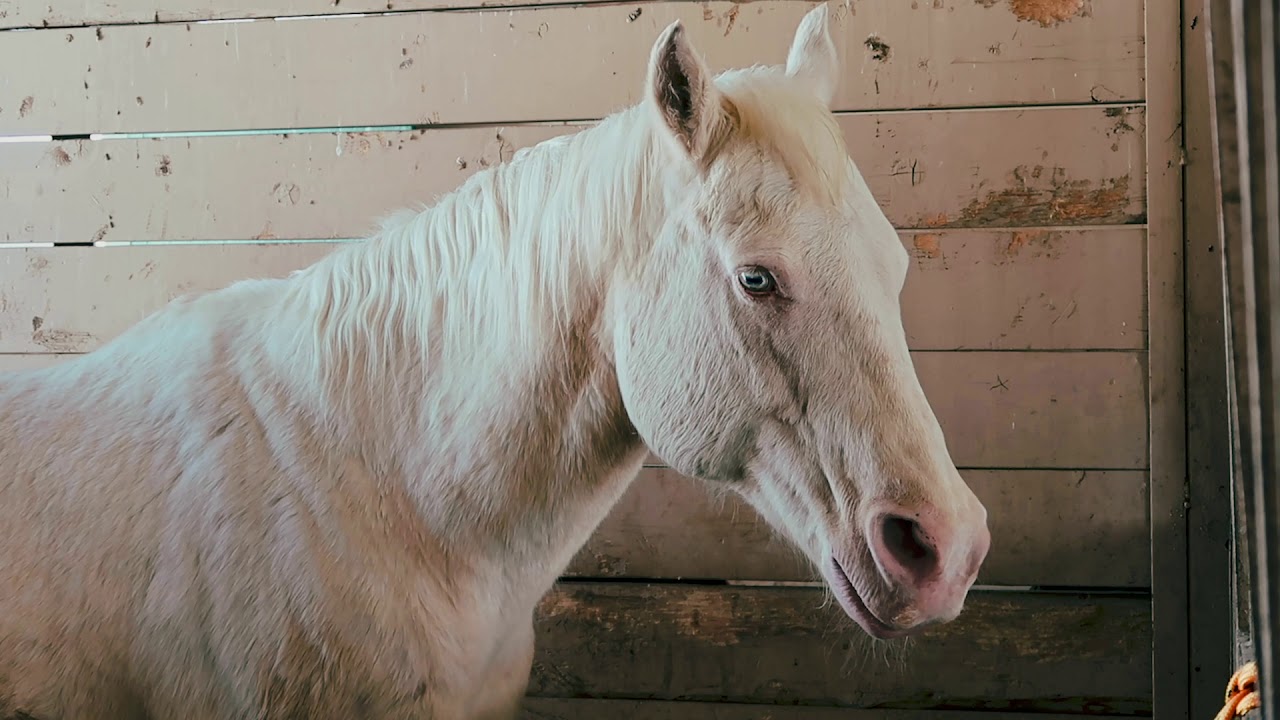 Equine Assisted Therapy