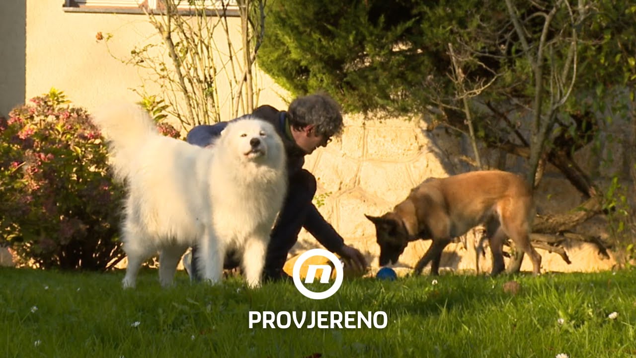Udruzi koja je spasila tisuće pasa prijeti mogućnost da ostanu bez prostora | Provjereno