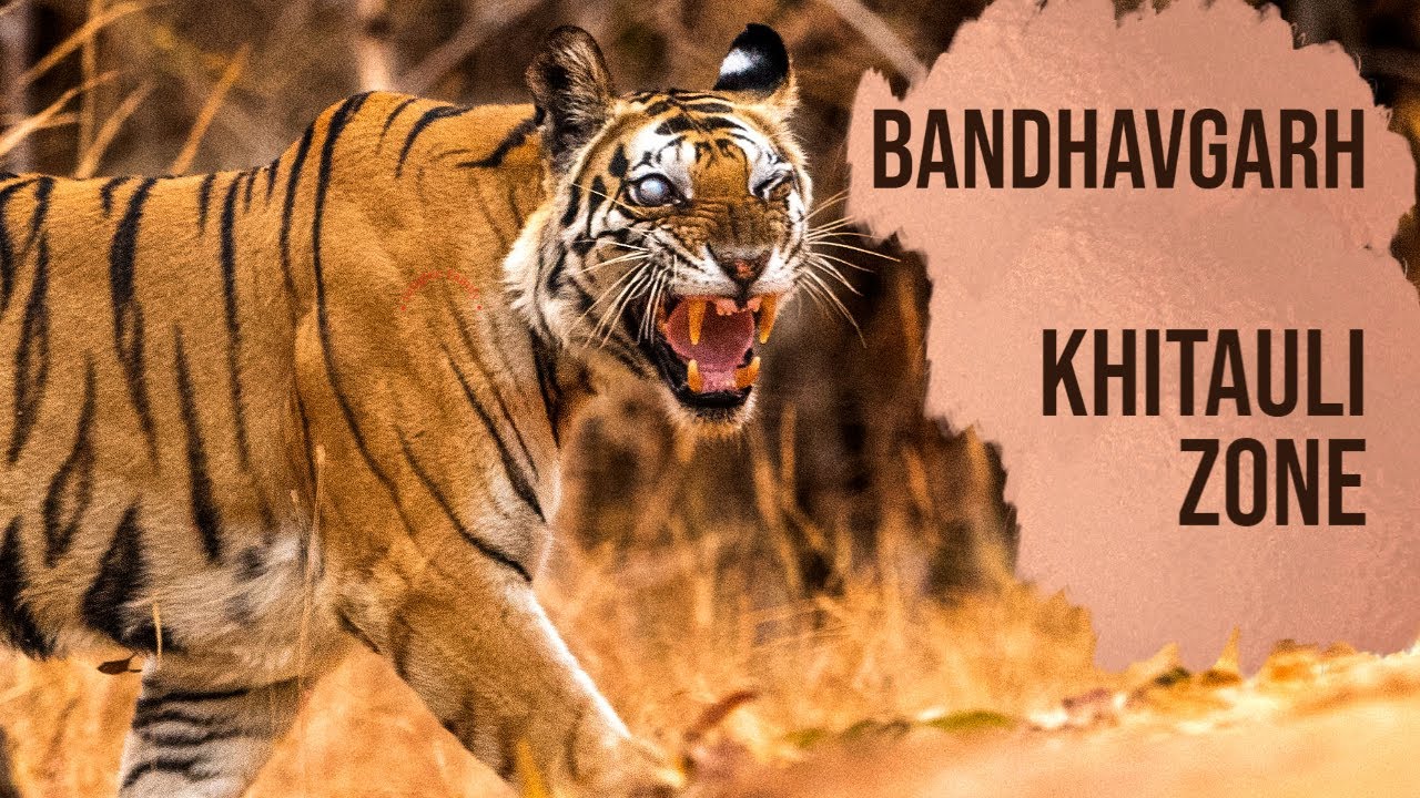 EP 9- Bandhavgarh National Park Khitauli Zone |Jungle safari | Bandhavgarh tiger reserve