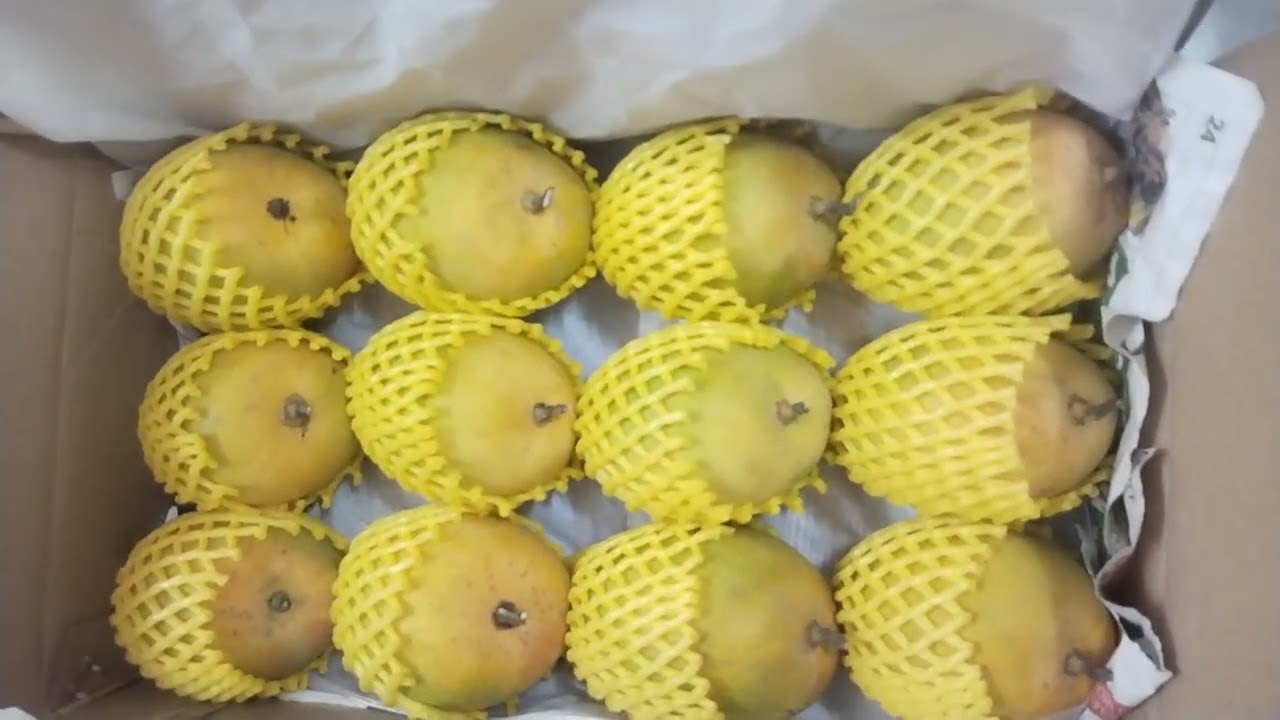 A1 Mangoes Fruits Alphonso fruit the King of Mangoes 🥭 fruit shop #Marine #Drive #400002