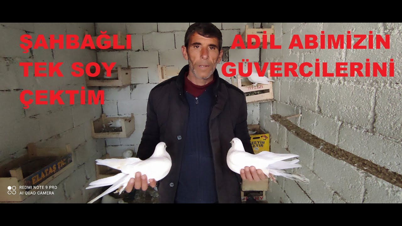 ŞAHBAĞLI ADİL ABİMİZİN 25 YILLIK DAMAR KUŞLARINI ÇEKTİK.
