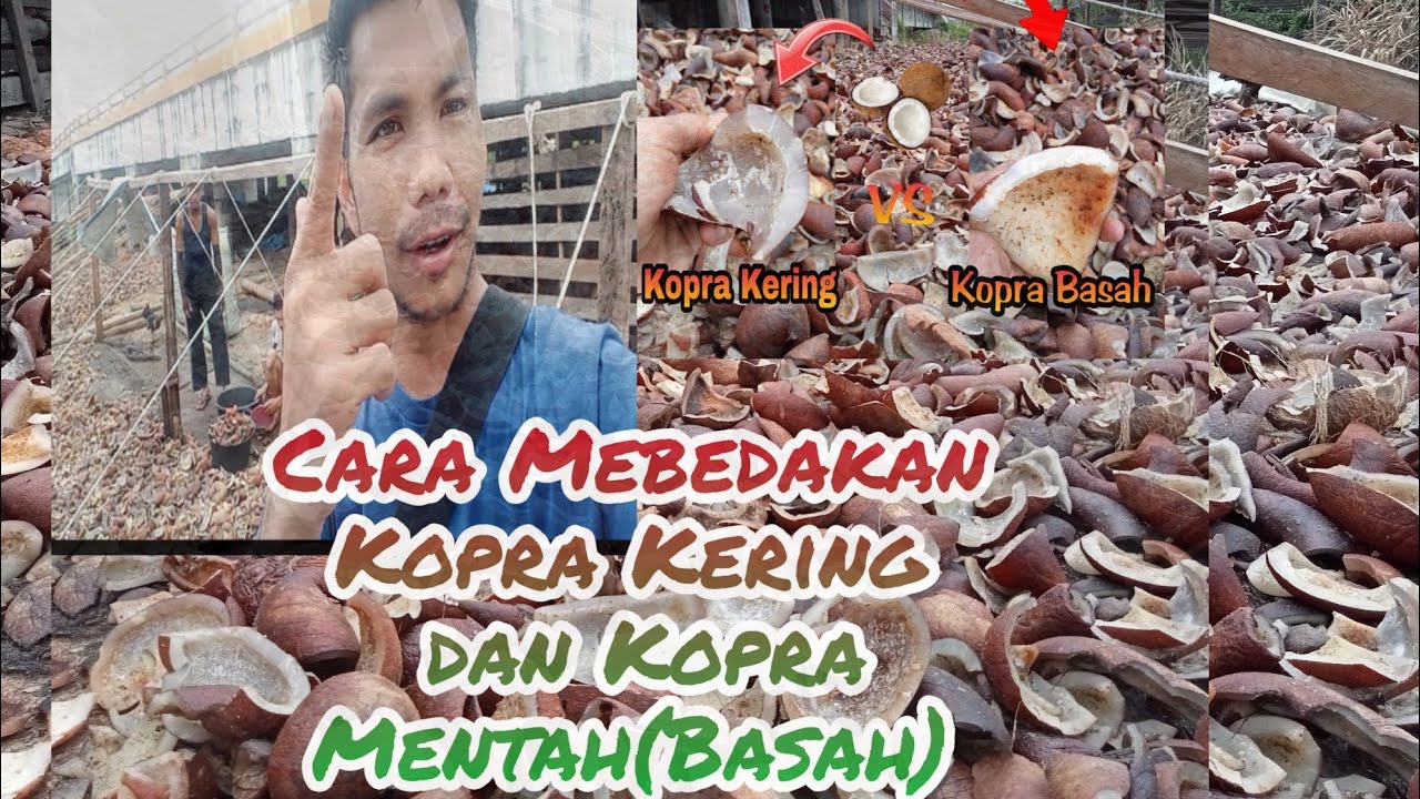 Cara Membedakan Kopra Kering dan Kopra Mentah/Basah || Copra Drying Process