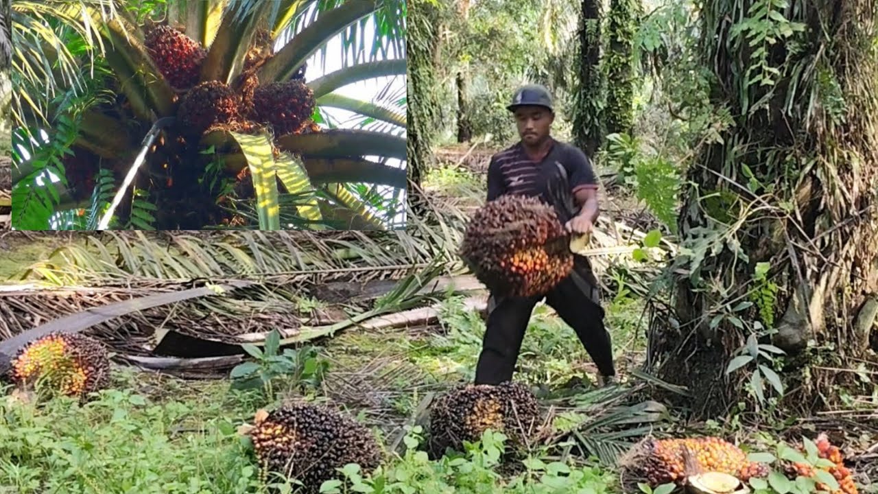SANGAT BANYAK SEKALI BUAH SAWIT POKOK SETINGGI 8 METER INI,,,#video 