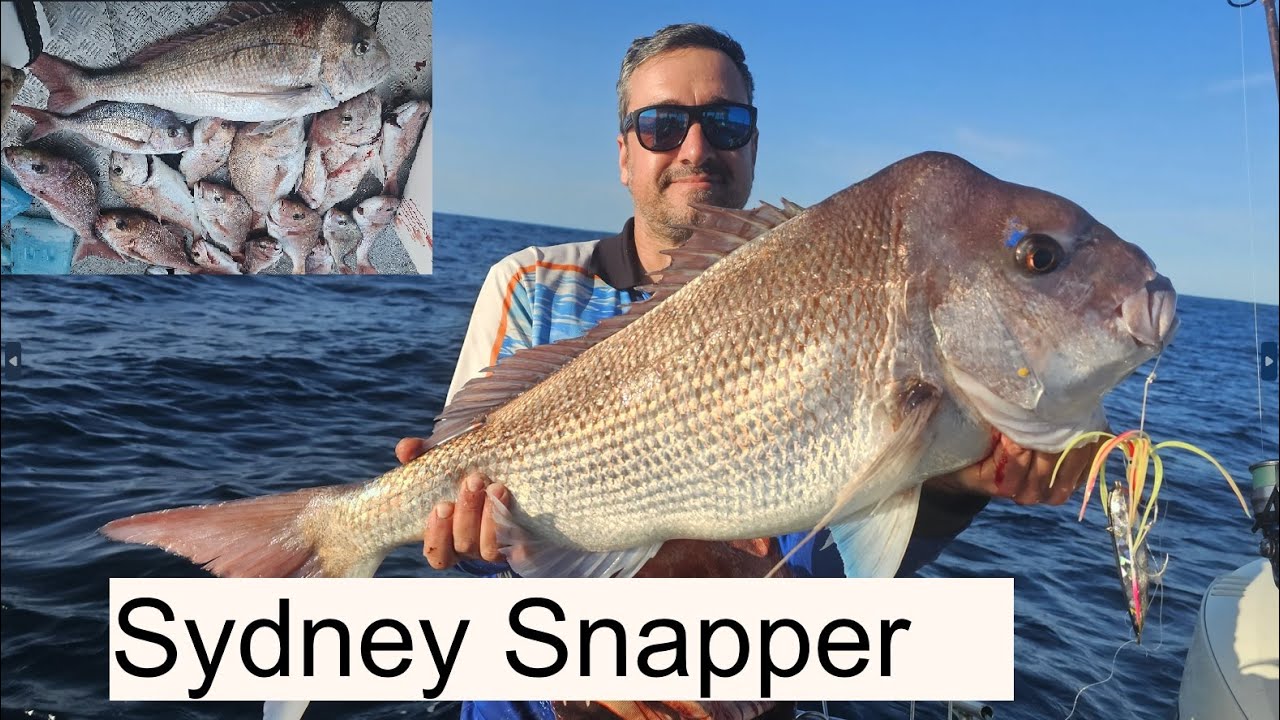 Секретная рыбалка на снэппера | Sydney Snapper | на блесны Inchiku | Мягкий пластик | Snapper 81 ...