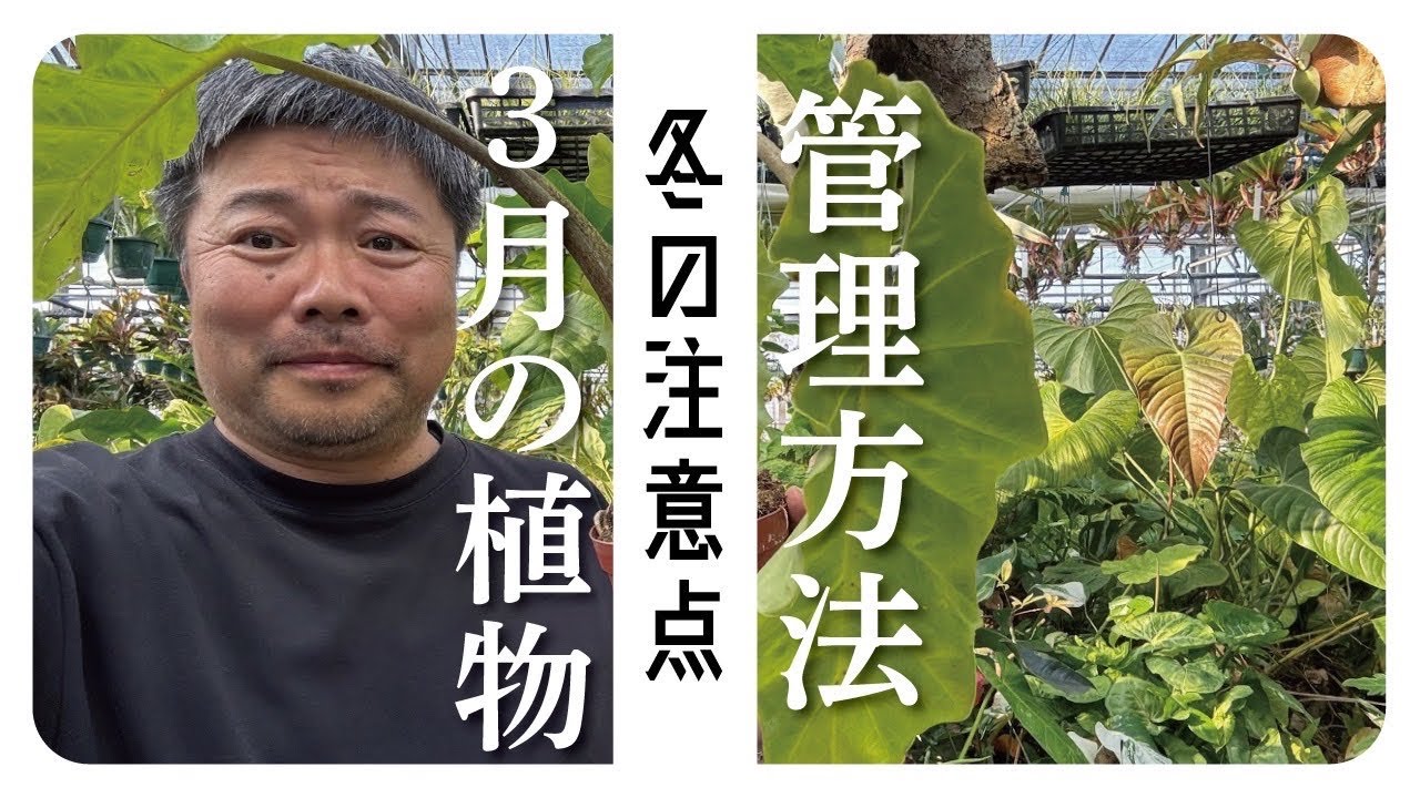 3月の管理方法を解説❗️特に弱った植物たち