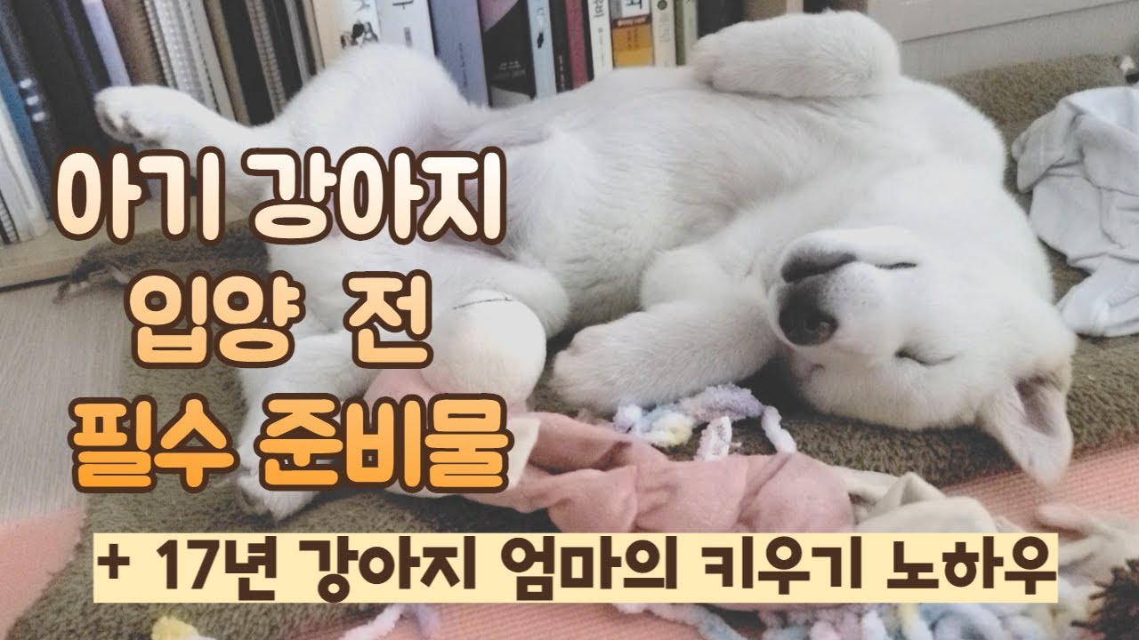 아기 강아지 입양 필수 준비물 ㅣ 키우기 전 알아야 할것 ㅣ 강아지 처음 왔을 때 ㅣ 필수용품 추천 ㅣ 진돗개