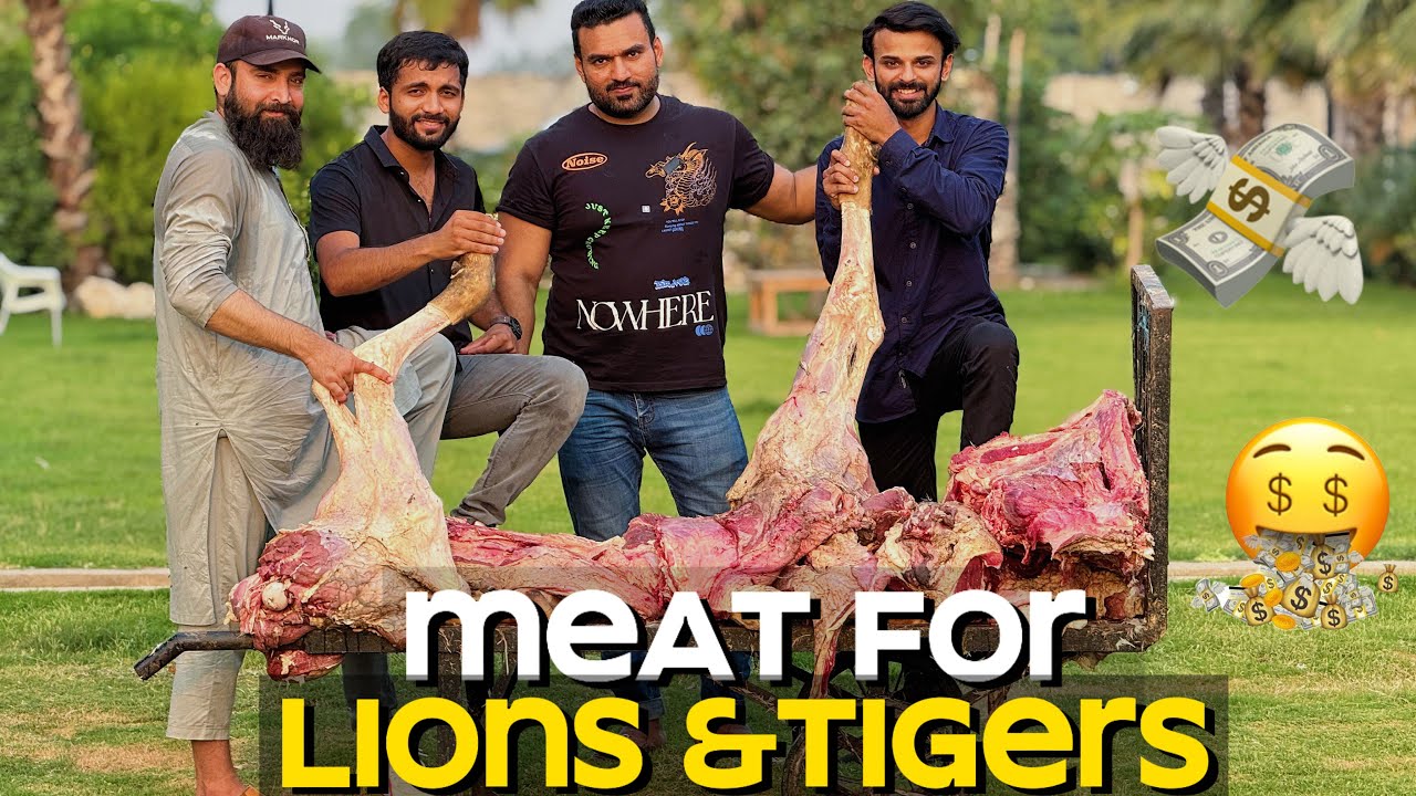 Lions Or Tigers Ko Meat Khila Dia 🥩🍖🐅🦁