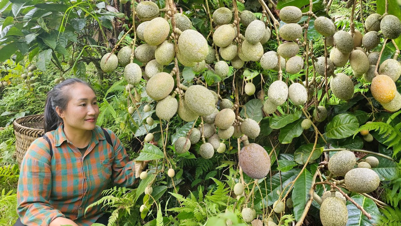 Harvesting green vegetables take to market to sell, pick wild fruit preserved in sugar - Ly Thi Tam