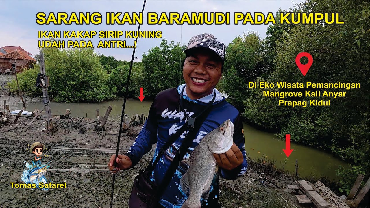 VIRAL SPOT GACOR Ikan Kakap Putih atau Baramundi | EKO WISATA PEMANCINGAN MANGROVE KALIANYAR