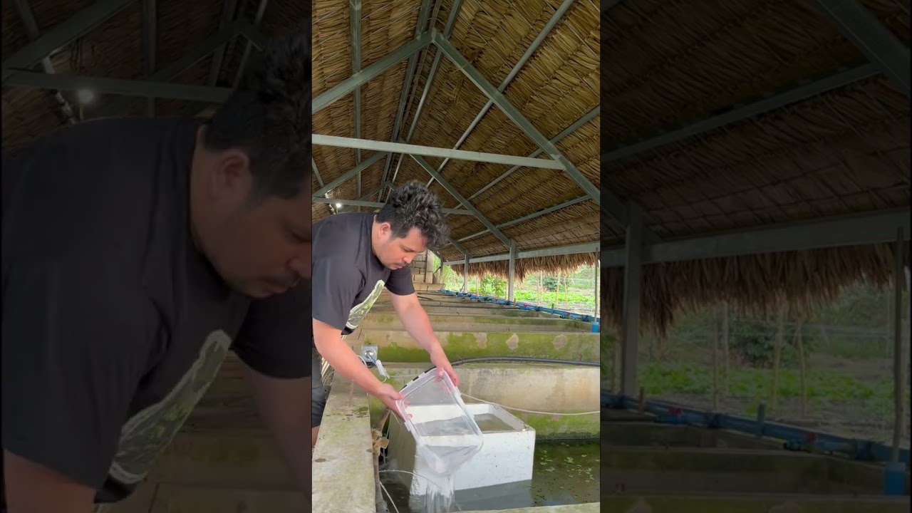 Journey:2 R&B Crayfish Farm: The Crayfish Journey 🦞🔥#crayfishfarmingphilippines