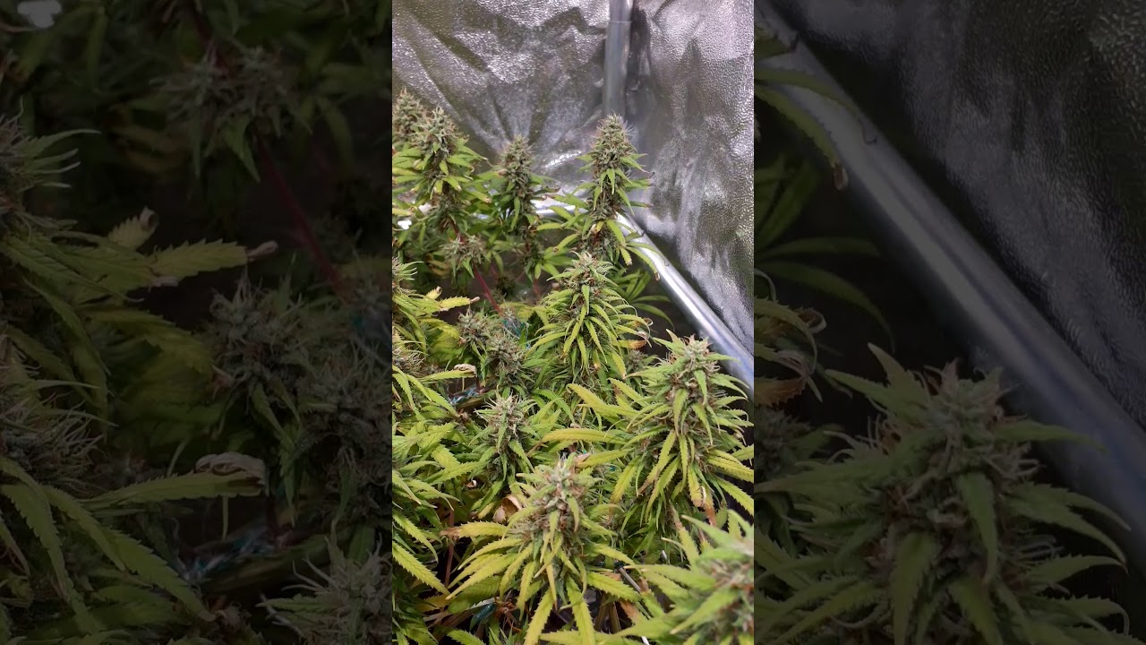 Malawi Ace Seeds