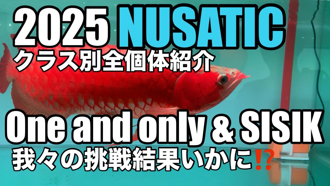 インドネシアのアロワナコンテスト。One and only & SISIKの挑戦いかに⁉️クラス別全個体紹介します。非常に長い動画です。審査員になったつもりでご視聴下さい。