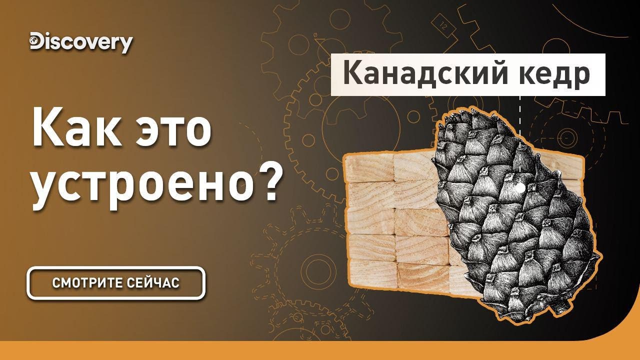 Канадский кедр | Как это сделано? | Discovery Channel