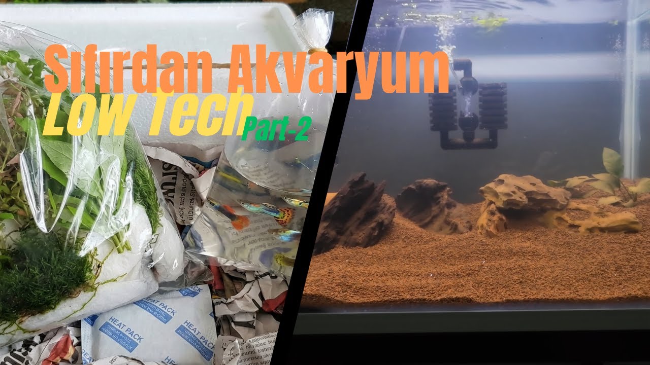 Low Tech Akvaryum Kurulumu | Canlı ve Bitki Ekleme