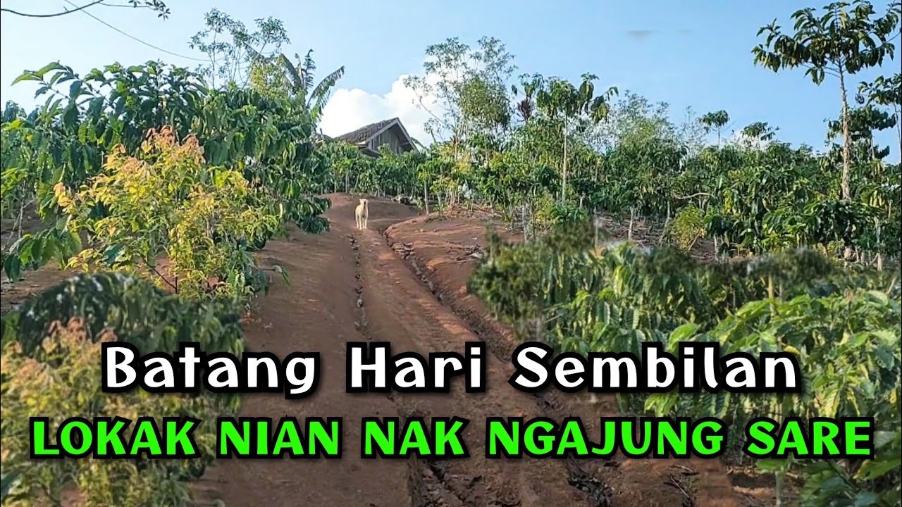 gitar tunggal batang hari sembilan 
