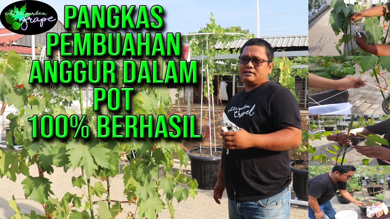 PEMANGKASAN ANGGUR AGAR CEPAT BERBUAH  DALAM POT PART # 1