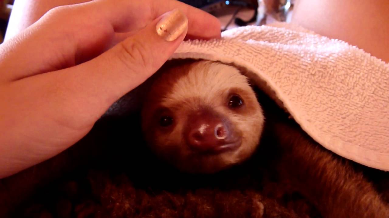 Baby sloth yawning