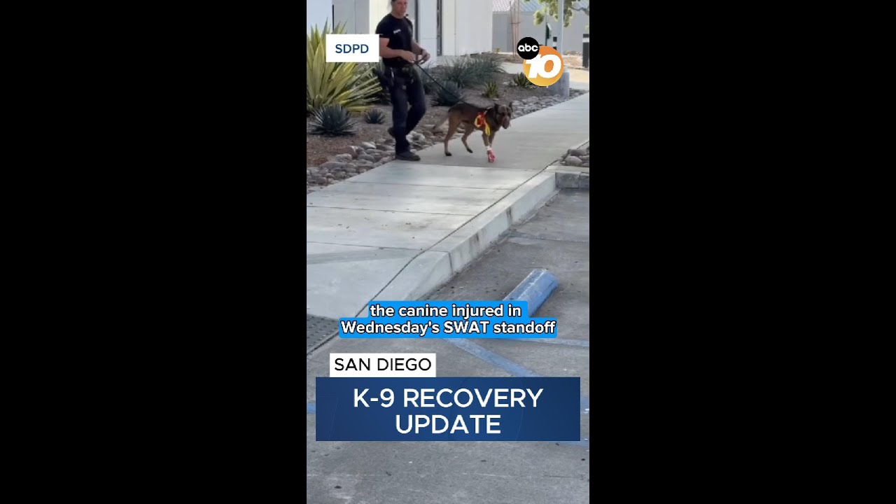 K-9 injured in SWAT situation expected to make recovery