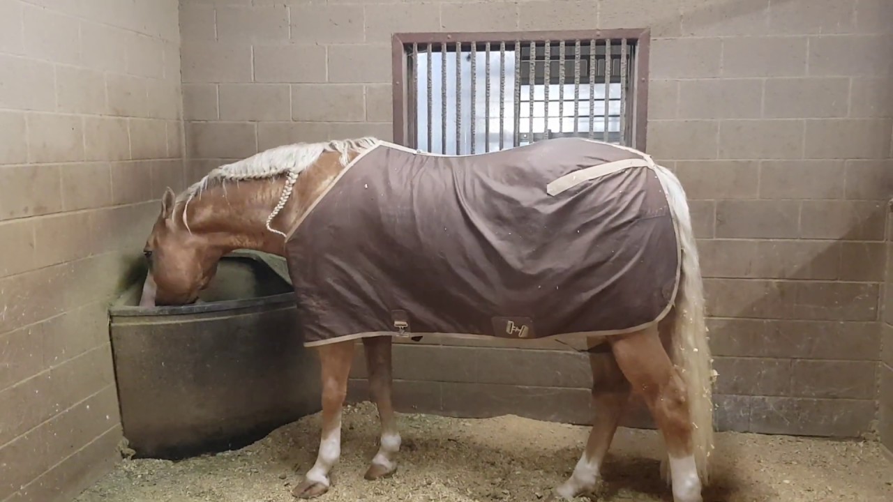 Visita Tom McCutcheon Reining Horses