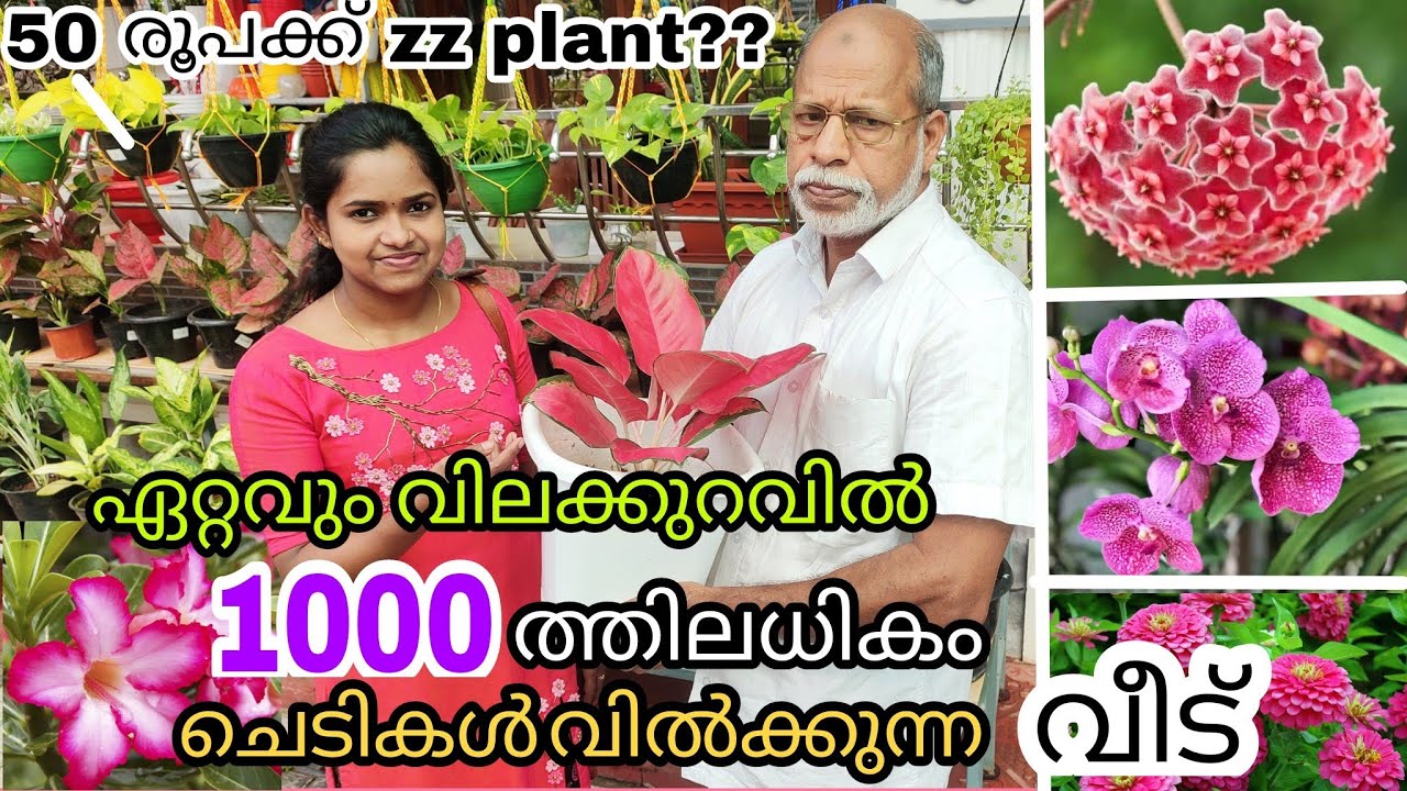 INDOOR PLANTS&FLOWERING PLANTS HOME GARDEN VISIT KERALA|PLANT PRICE&FULL DETAILS|BLOOMS|EDAKULAM P.O