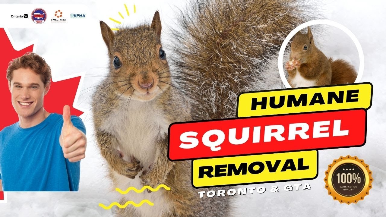 Humane Squirrel Removal: Installing a One-Way Door for Squirrel Control