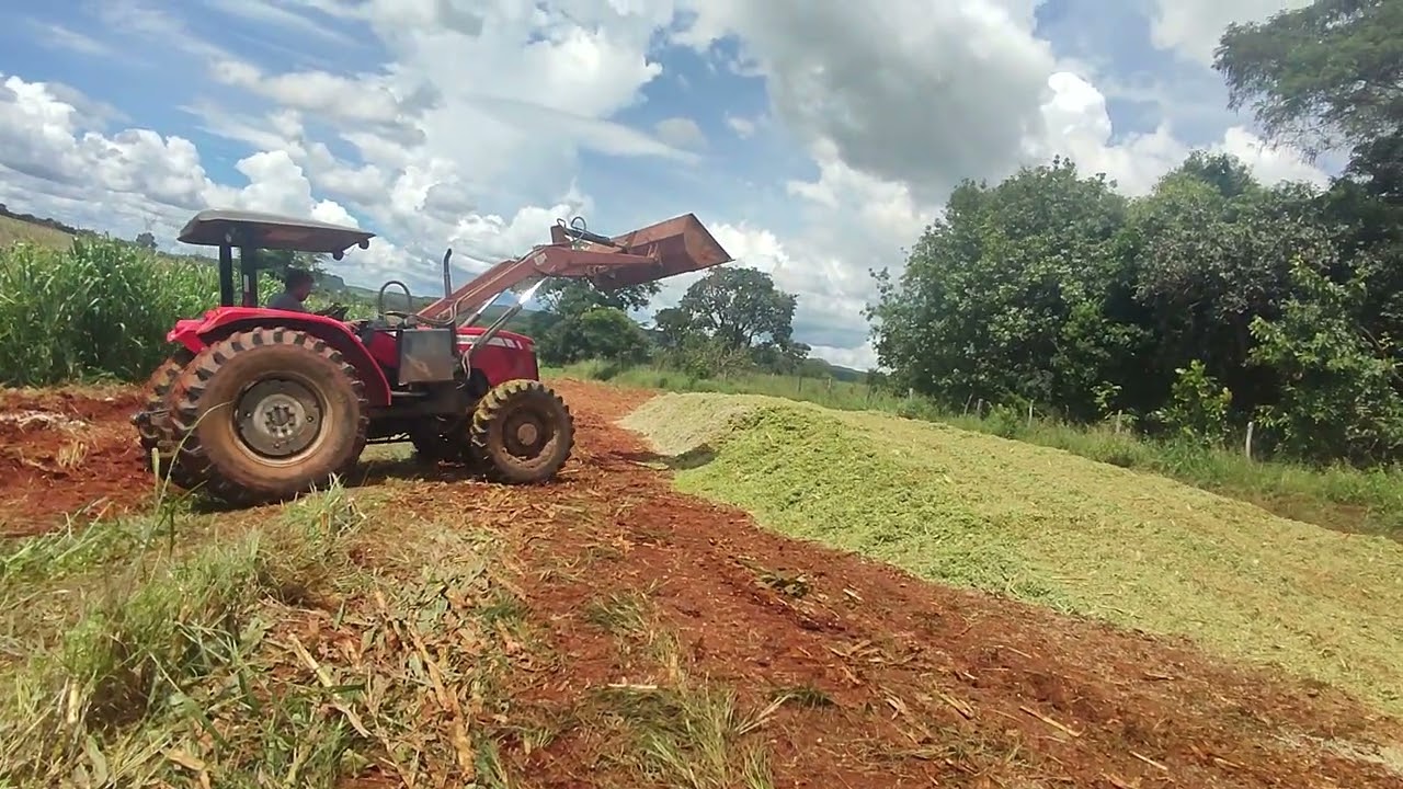 MAIS UMA COLHEITA SAFRA DE SILAGEM DE MILHO#agro #safra #