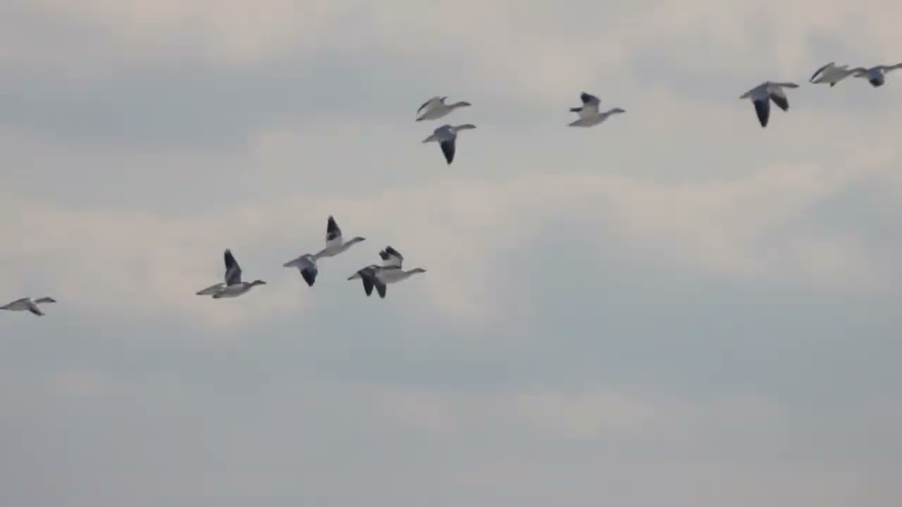 Snow Geese Jan 2026