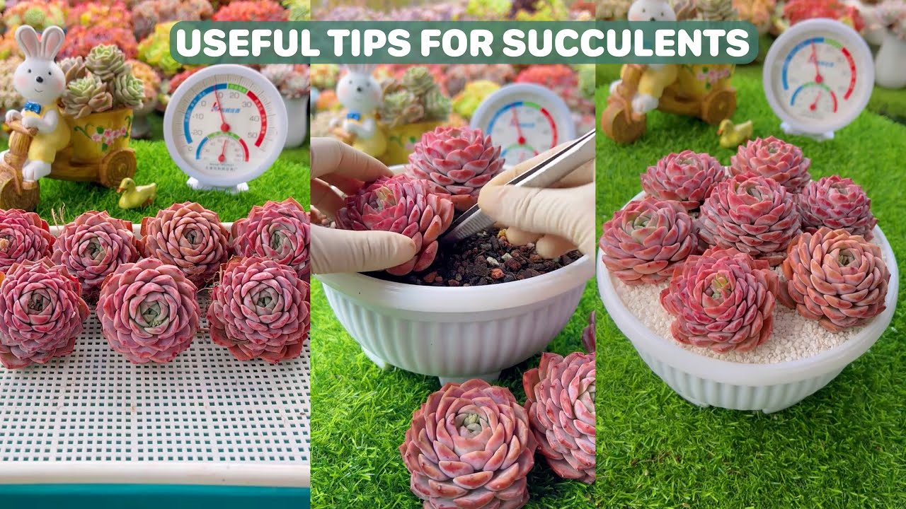 Useful Tips For Succulents - Part 72 | 多肉植物 | 다육이들 | Suculentas