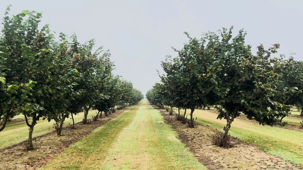 Inter-row Cover Cropping with Legumes | BCCAF