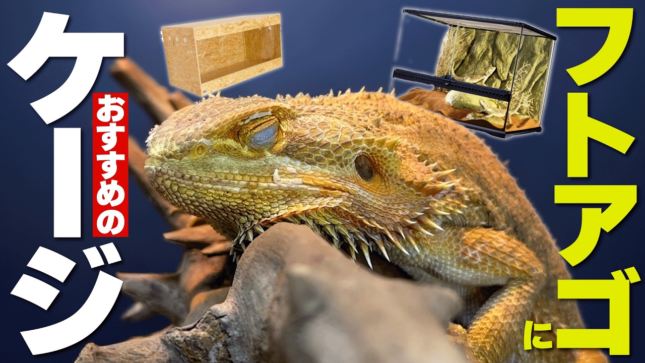 【どれにする？？】フトアゴヒゲトカゲの飼育におすすめのケージは〇〇です。【 爬虫類 飼育 ケージ 】