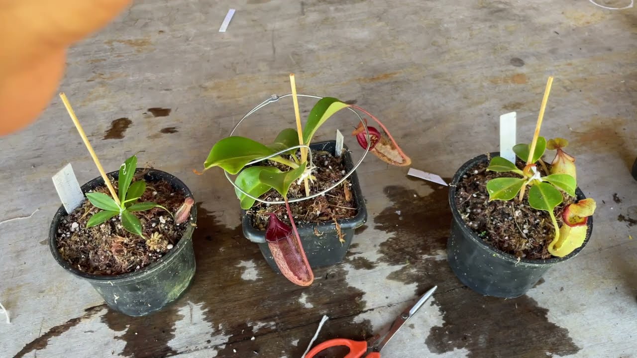 Faça isso | Suas Nepenthes vão crescer melhor