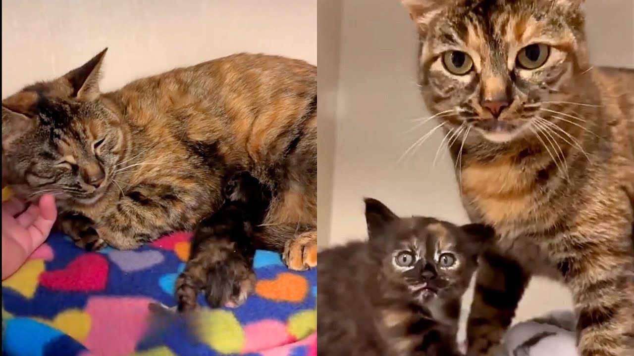 Abandoned Mama Cat Gives Birth In Car